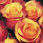 Rose trends of 2012