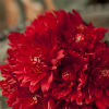 Bold red bouquet with ruby rhinestone appliques