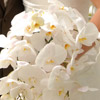 Cascading white orchid bouquet
