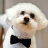 Dog and a bowtie