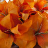 Orange lilly bridal bouquet