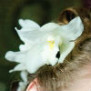 fascinator