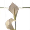 3 white flowers