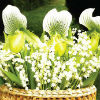Colour coordinates - lady slipper orchids and lily of the valley