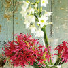 Colour coordinates - flowers in season
